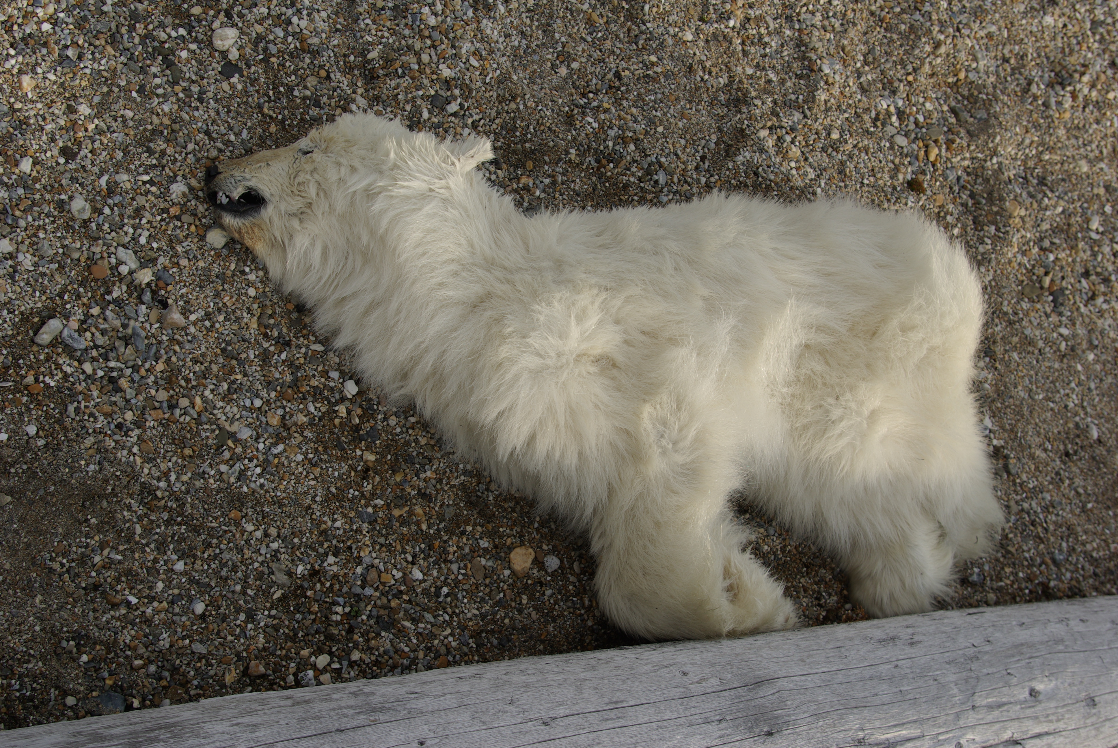 dead polar bear